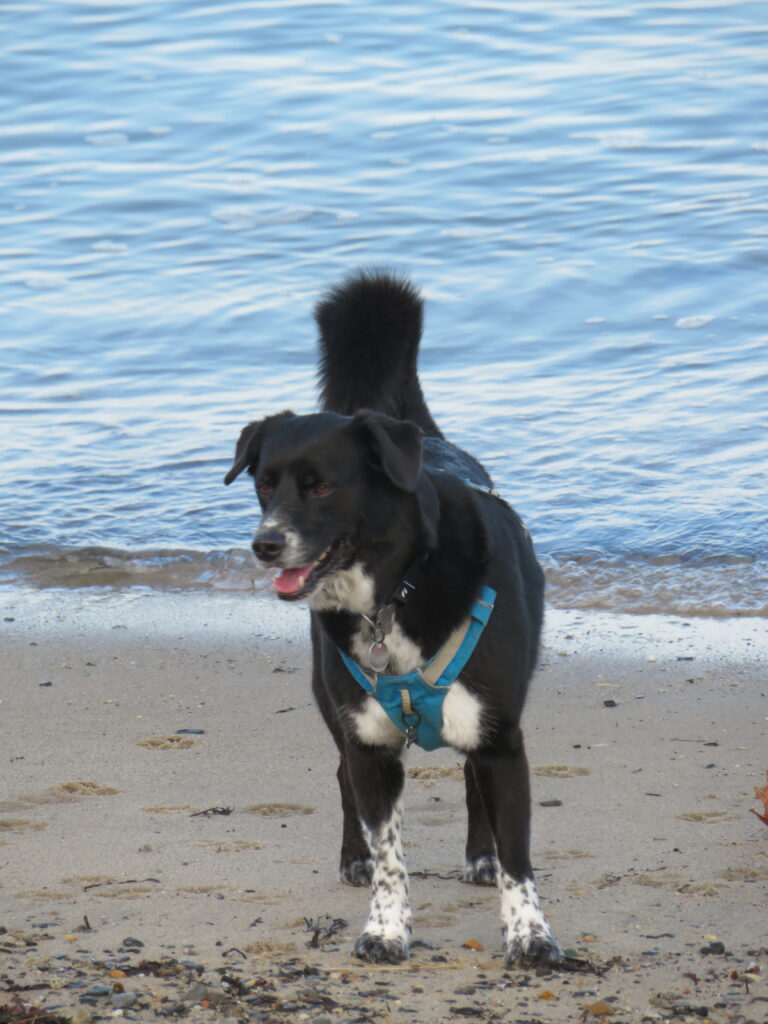 A back and white long haired surly dog dtsnds on the beach looking eager. The ocean in the bs kgrihnf.