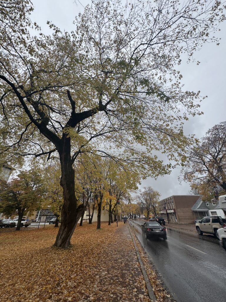 An autumnal tree