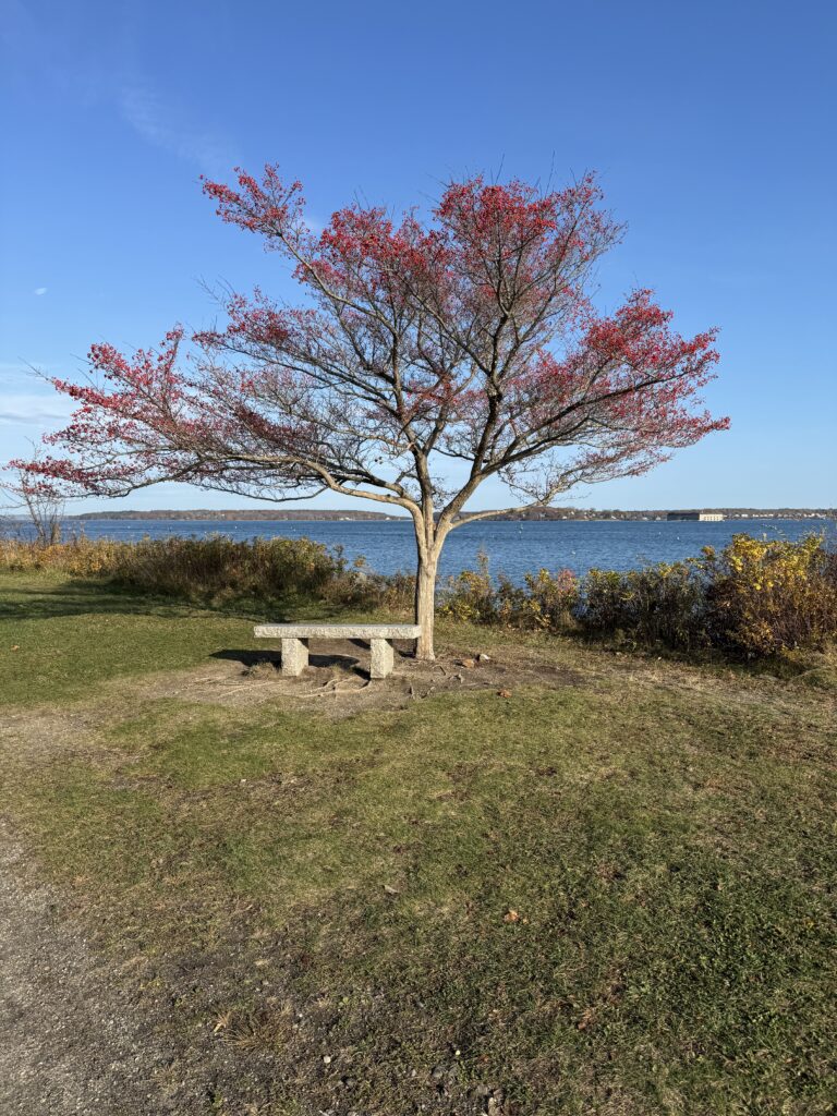 A lone tree dtsnds, sutumnal leaves remain on Ita branches, the ocean is in the ba kgriund.