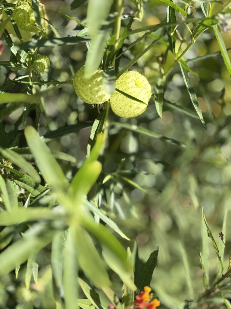 A green plant in the French garden in Central Park. It’s blossom is a balloon like structure with spikes.