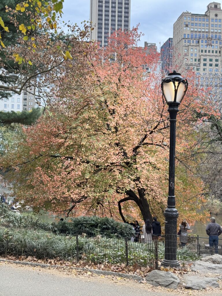 A tree and lamppost in Central Park. The trees leaves are brown and gold