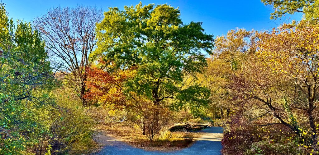 A large tree in the centre, surrounded by dmsller trees. Autumnal leaves of varying shades are on each of the trees.