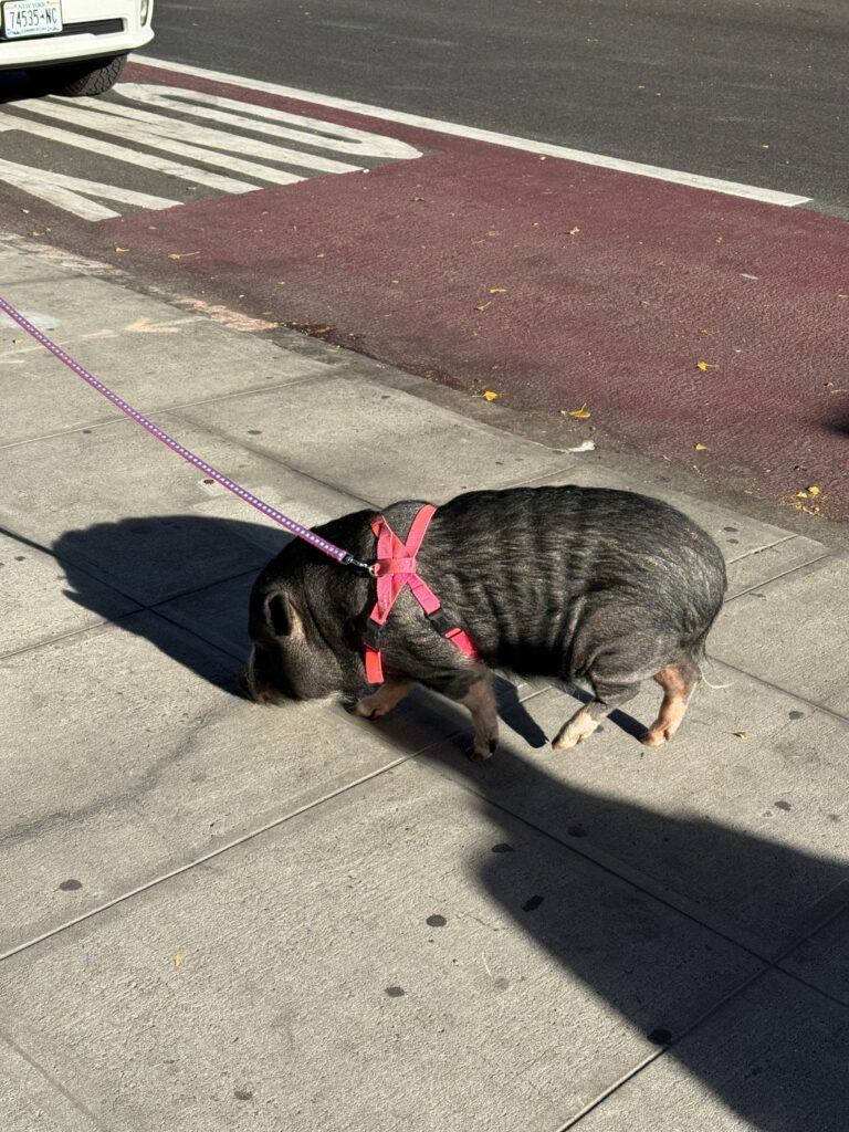NYC10 – Day 10: Ruby, ruby, ruby, ruby