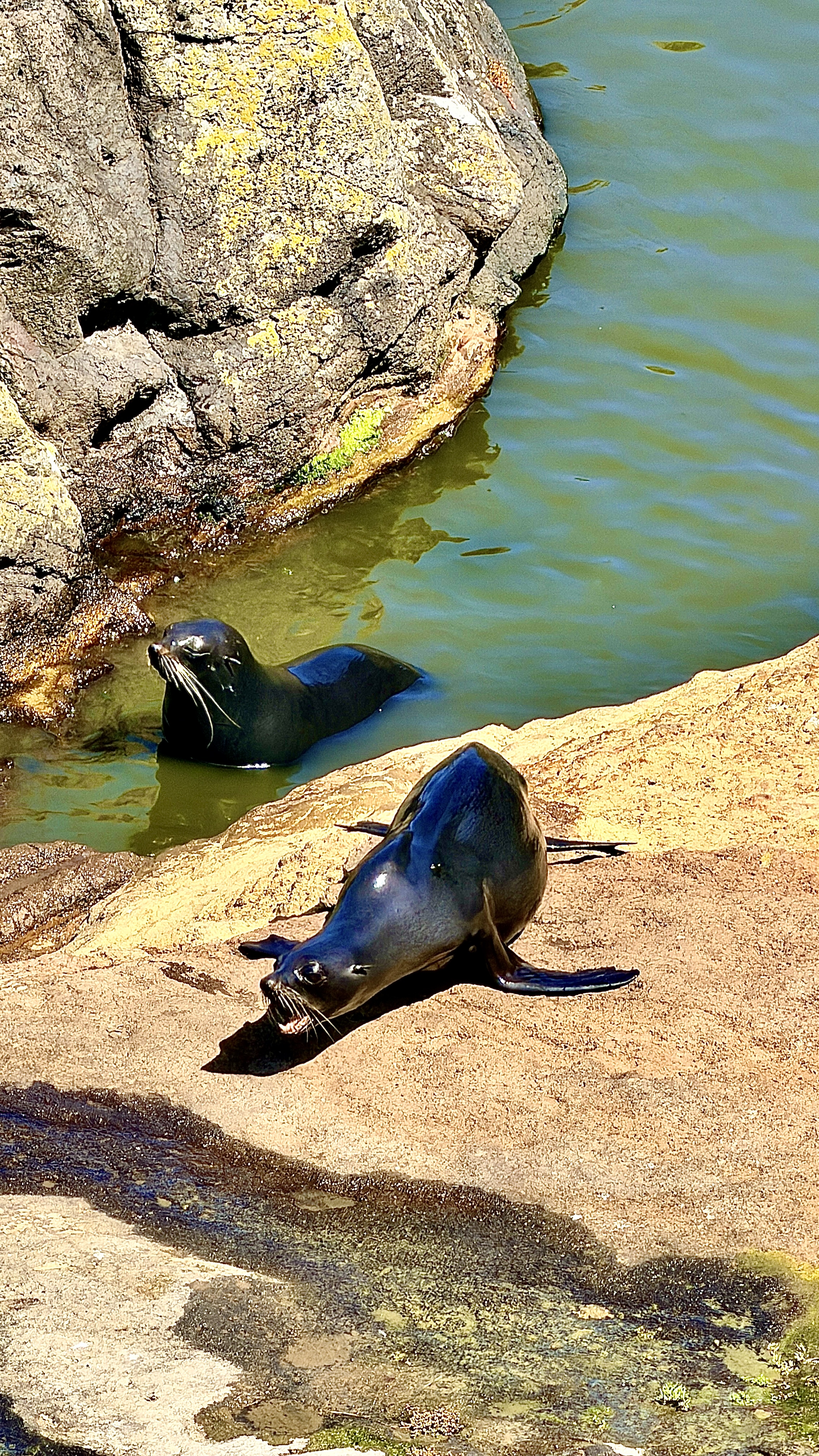 Day 04 – Dunedin Wildlife and Steep Hills